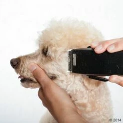 Moser Rex Nyírógép -Olcsó Zooplus bolt 465375 schermaschine moser rex 05 2