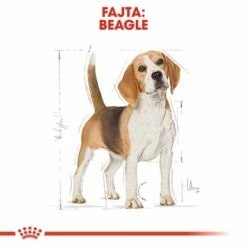 Royal Canin Beagle Adult -Olcsó Zooplus bolt rc bhn beagle cv eretailkit 1 hu hu 1