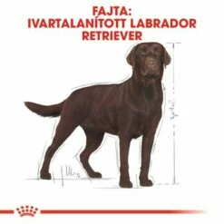 Royal Canin Labrador Retriever Adult Sterilised 11 Royal Canin Labrador Retriever Adult Sterilised -Olcsó Zooplus bolt rc bhn labradorsterilised cv eretailkit 1 hu hu 2