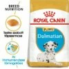 Royal Canin Dalmatian Puppy 2 Royal Canin Dalmatian Puppy -Olcsó Zooplus bolt rc bhn puppydalmatian mv eretailkit hu hu 4