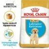 Royal Canin Labrador Retriever Puppy -Olcsó Zooplus bolt rc bhn puppylabradorretriever mv eretailkit hu hu 1
